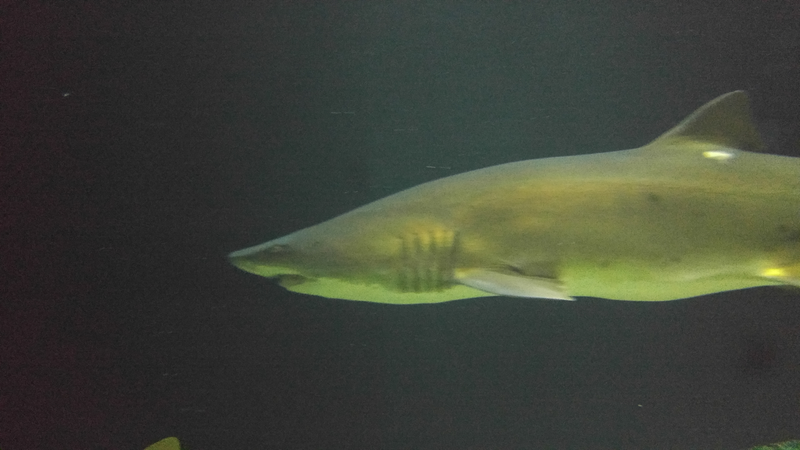 Illustration for article titled National Aquarium Photodump